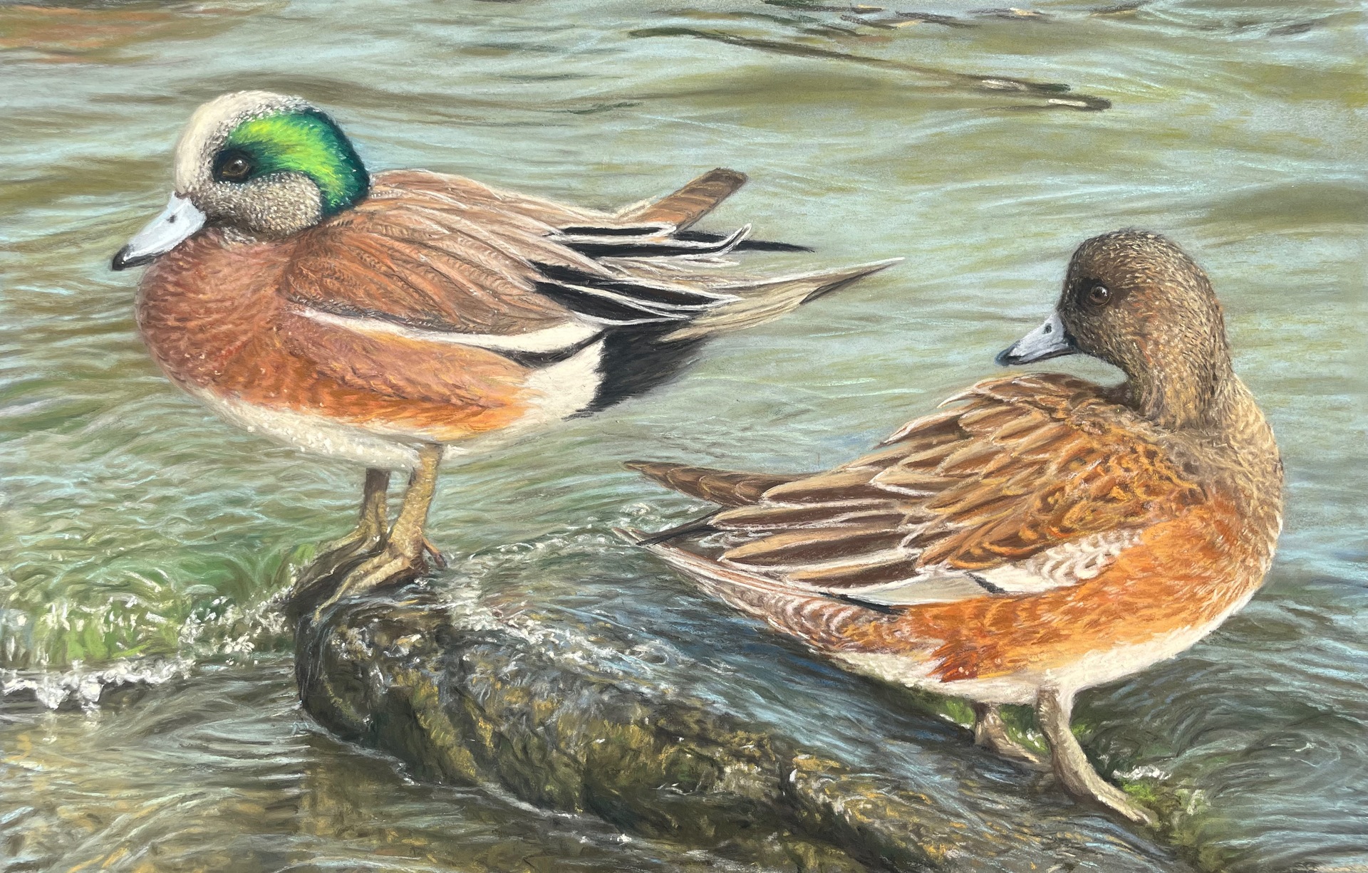 © Lori Goll | American Wigeons | image copyright protected