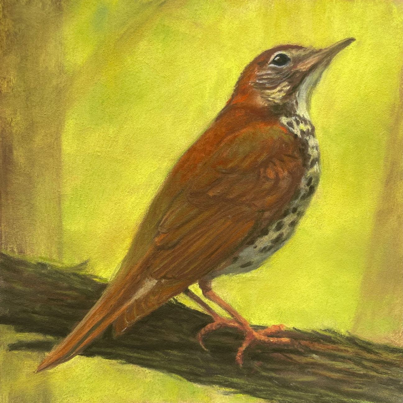 © Lori Goll | Thrush in Spring Wood | image copyright protected