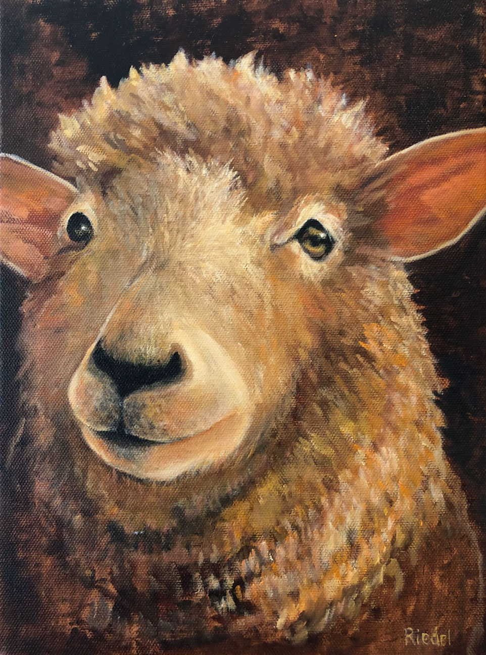 © Katherine Riedel | Up close sheep | image copyright protected